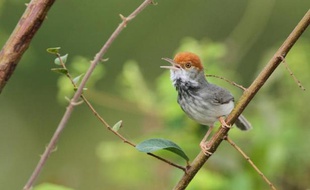 Une nouvelle espère de passereau à la tête couronnée de plumes orangées a été découverte dans la capitale cambodgienne, a annoncé mercredi l'organisation Wildlife Conservation society (WCS) dans un communiqué, notant que son habitat était en danger.
