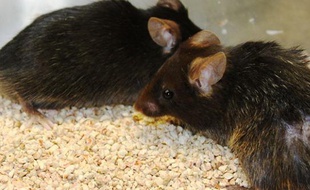 La souris sans télomérase, à droite, présente une dégénérescence plus avancée que la souris saine, à gauche