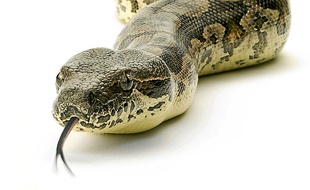 Un boa constrictor.
