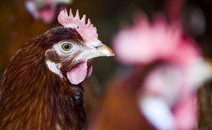 Environ 250.000 poules seront abattues aux Pays-Bas. (Illustration)