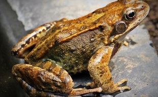 Une grenouille (illustration).