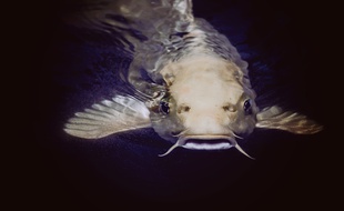 Photo d'iillustration d'un poisson-chat