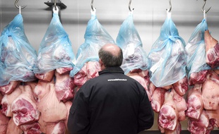 Photo d'archives montrant un éleveur de porcs surveiller une opération de contrôle de la provenance des animaux, le 8 mars 2015, à Brennilis, dans l'ouest de la France.