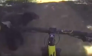 Alors qu'il dévalait une montagne en VTT, un Américain est tombé sur un ours, en juin 2016.