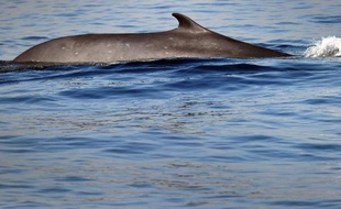 Un rorqual commun, un des plus grands animaux de la planète, qui peut atteindre 27 mètres pour 122.470 kg, ici, un spécimen dans l'océan Pacifique au large de Long Beach en Californie, le 19 janvier 2012