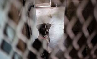 Un chien dans un refuge animalier à Montgeron, en 2017.