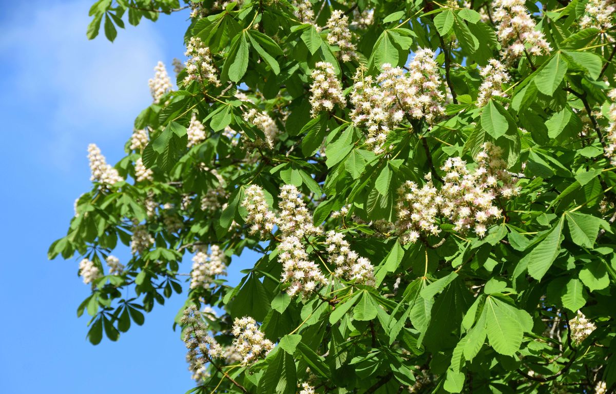 Pollens : Alerte rouge pour les allergiques sur la majorité du territoire