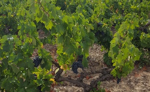 Unevigne en Languedoc. Illustration