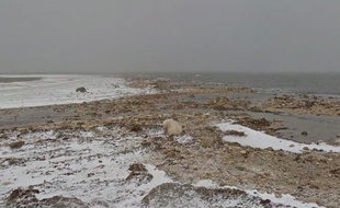 Google Maps permet désormais d'observer des ours blancs.
