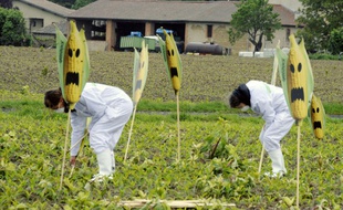 Des activistes de Greenpeace arrachent des plants de maïs transgénique à Roquettes, le 2 mai 2014
