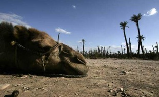Un chameau se repose près de Marrakech, Maroc, le 17 juin 2007.