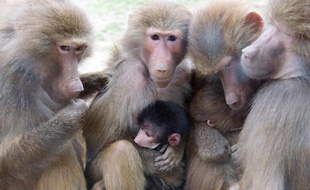 Des babouins et leurs petit (photo d'illustration)