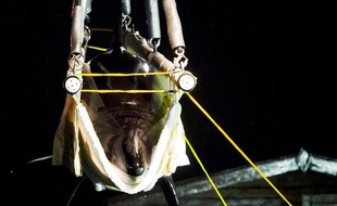 Un orque baptisé Morgan, qui avait été recueilli en juin 2010 au large des Pays-Bas, devait quitter mardi son bassin du delphinarium d'Hardewijk (centre) pour être transféré vers un zoo de Ténériffe, a-t-on appris auprès de la direction.