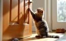 Votre chat gratte la porte en votre absence ? Les raisons cachées de ce comportement étrange