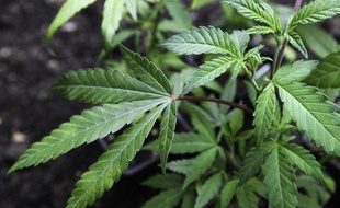 Illustration d'une feuille de cannabis.
