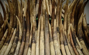 Le braconnage des éléphants pour l'ivoire est en train de prendre une ampleur industrielle au Mozambique