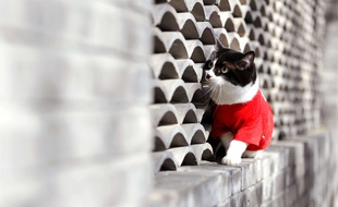 Un chat mignon. Illustration.