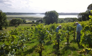 Le vignoble du Mont Garo, à Saint-Suliac, produit du vin depuis plus de quinze ans.