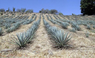 Une plantation d'agave, au Mexique, en avril 2011.
