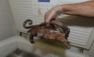 Les douanes d'Orly ont découvert 13 kg de viande de pangolin (photo), singe et antilope.