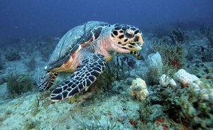 Un braconnier a été condamné pour avoir dépecé deux tortues à Mayottte (illustration).