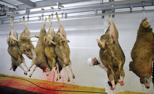 Lorsqu'ils sont abattus, les moutons sont saignés. Sans étourdissement préalable, il ressente stress, douleur et peur avant de perdre connaissance en raison de la perte de sang.