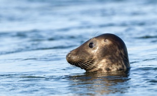 Deux pêcheurs bretons sont jugés ce lundi 12 octobre 2020 pour avoir décapité des phoques en 2019