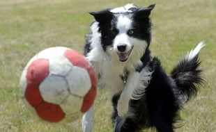 Un chien de la race Border collie.