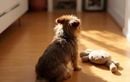 Votre chien se souvient-il vraiment de vous ? Ce qu’il faut savoir sur la mémoire canine pour mieux comprendre ses comportements à la maison