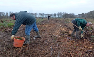 Les agents de l'Office national des forêts procèdent à des reboisements à Montauban-de-Bretagne.