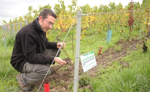Sébastien Mouzon, vigneron en Champagne, cultive ses vignes selon les méthodes de la biodynamie.