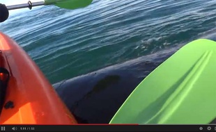 Capture d'écran d'une vidéo YouTube montrant un couple de kayakistes perché sur le dos d'une baleine.