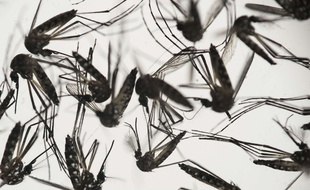 Le moustique Aedes aegypti (illustration).