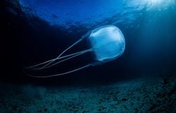 Cette méduse peut tuer un humain en quelques minutes