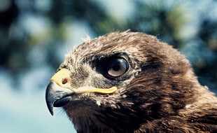 Une buse variable (illustration)