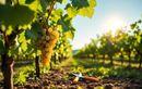 Pourquoi tailler la vigne juste après la récolte d’août booste santé et fruits l’an prochain