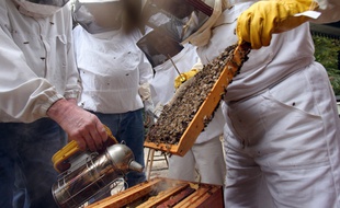 Des apiculteurs travaillent sur les ruchers du jardin du Luxembourg à Paris (image d'illustration).