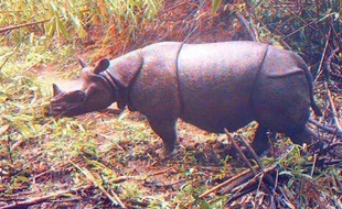 Ne sont-ils pas trop mignon ces rhinocéros de Java ? (Spoiler : Oui !)