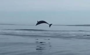Capture d'écran de la vidéo de dauphins jouant au large du Bassin d'Arcachon.