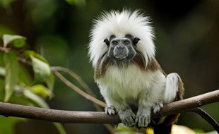 Un singe tamarin.