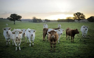 Au fin fond des campagnes françaises, des éleveurs s'emploient à sauver des races en voie de disparition: poules, vaches ou cochons que l'agriculture intensive avait abandonnés. Et c'est ainsi que des boeufs de race millénaire réapparaissent dans les prés du Sud-Ouest.