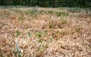 N’attendez plus pour remplacer votre pelouse : le trèfle nain blanc, l’astuce anti-canicule et facile pour un jardin verdoyant tout l’été