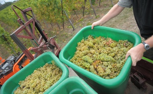 En 2018, les vendanges commenceront officiellement le 22 août pour le crémant et le 3 septembre pour les autres en Alsace. Illustration