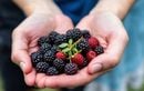 Comment récolter des mûres juteuses en plein été sec ? Ces astuces anti-sécheresse à connaître pour votre verger