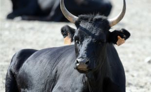 Un taureau de Camargue (illustration)
