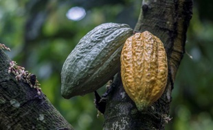 Les cabosses d'un cacaoyer à Mampong, dans l'Est du Ghana, le 14 juin 2019. La Côte d'Ivoire et le Ghana représentent à eux-deux 60% de la production mondiale de cacao.