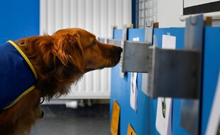 Le chien Pooka, renifleur de Covid, à l'entaînement.