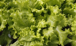 Une salade (illustration)