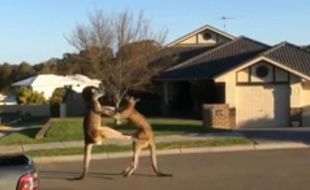 Deux kangourous se battent dans un quartier résidentiel en Australie.