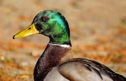 Un canard transpercé par une flèche d’arbalète sauvé en Meurthe-et-Moselle